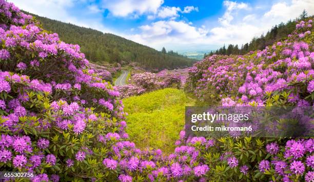 rhododendron forest valley, ireland - county waterford ireland stockfoto's en -beelden