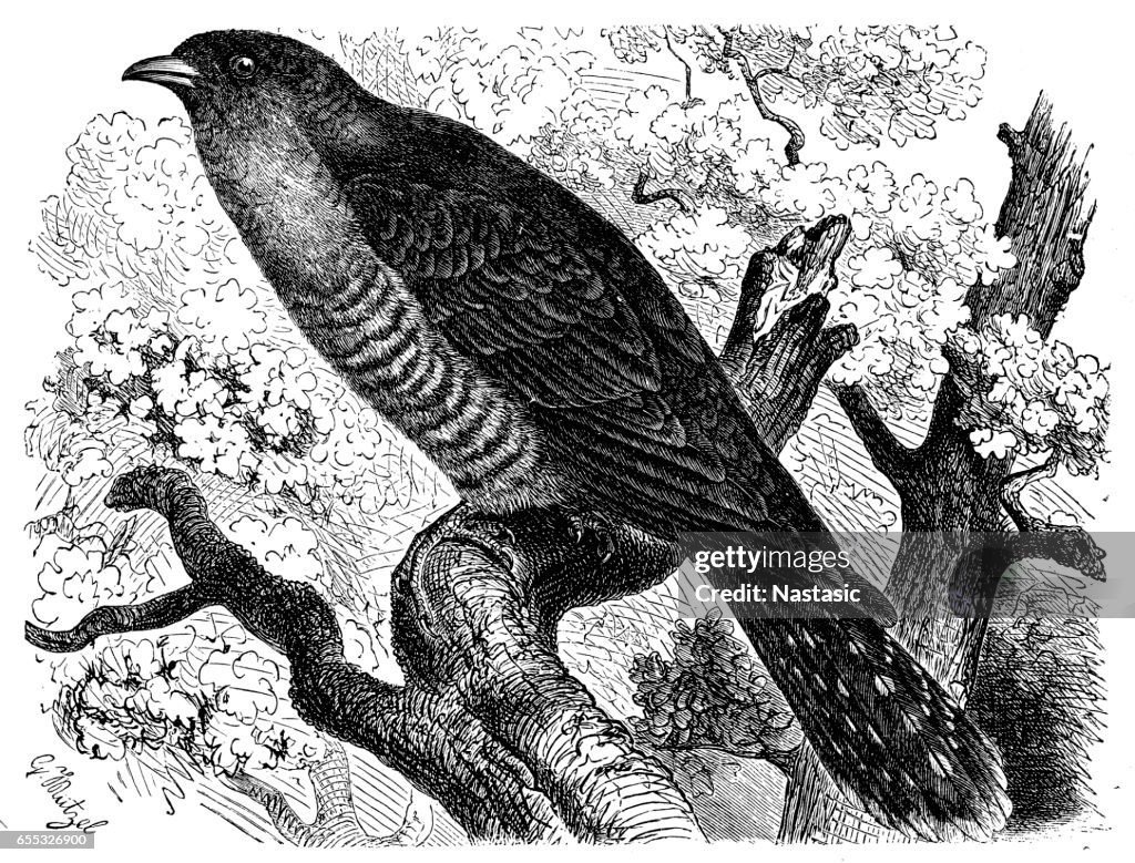 Common cuckoo (Cuculus canorus)