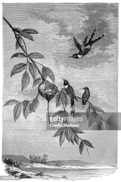 ilustraciones, imágenes clip art, dibujos animados e iconos de stock de familia de los colibríes - canturrear