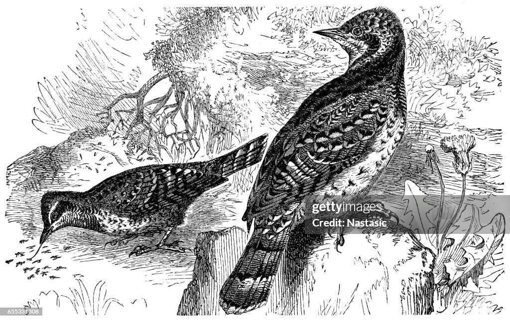 Eurasian wryneck (Jynx torquilla)