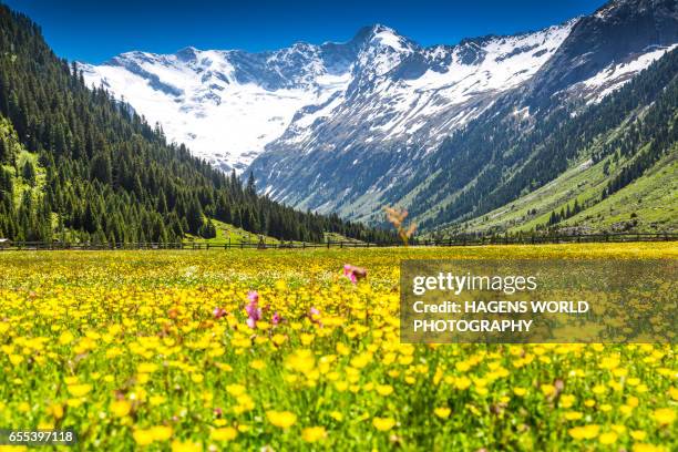 colorful alpine meadow in spring in austria - salzburg stockfoto's en -beelden