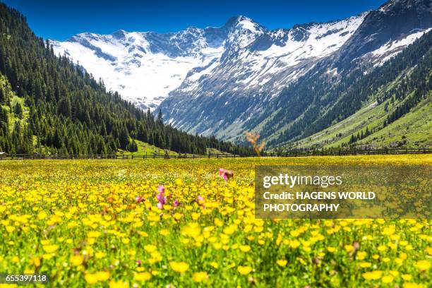 colorful alpine meadow in spring in austria - salzburgerland stockfoto's en -beelden