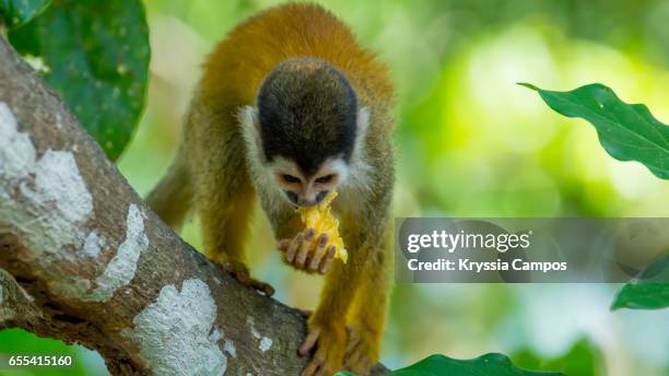 red-backed squirrel monkey eating fruit - ape eating banana stock pictures, royalty-free photos & images