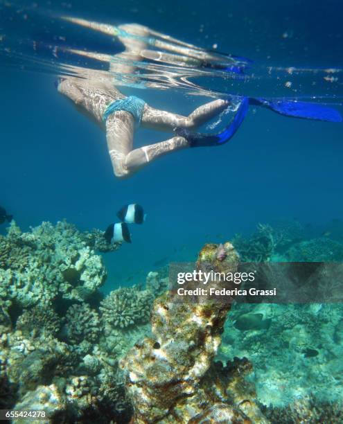 over 60 enjoying life at the maldives - pyramid butterflyfish or hemitaurichthys polylepis stockfoto's en -beelden