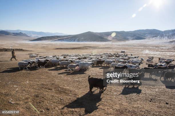 Shepherd drives sheep and goats grazing in Tosontsengel, Zavkhan Province, Mongolia, on Saturday, March 11, 2017. Mongolia's gross domestic product...
