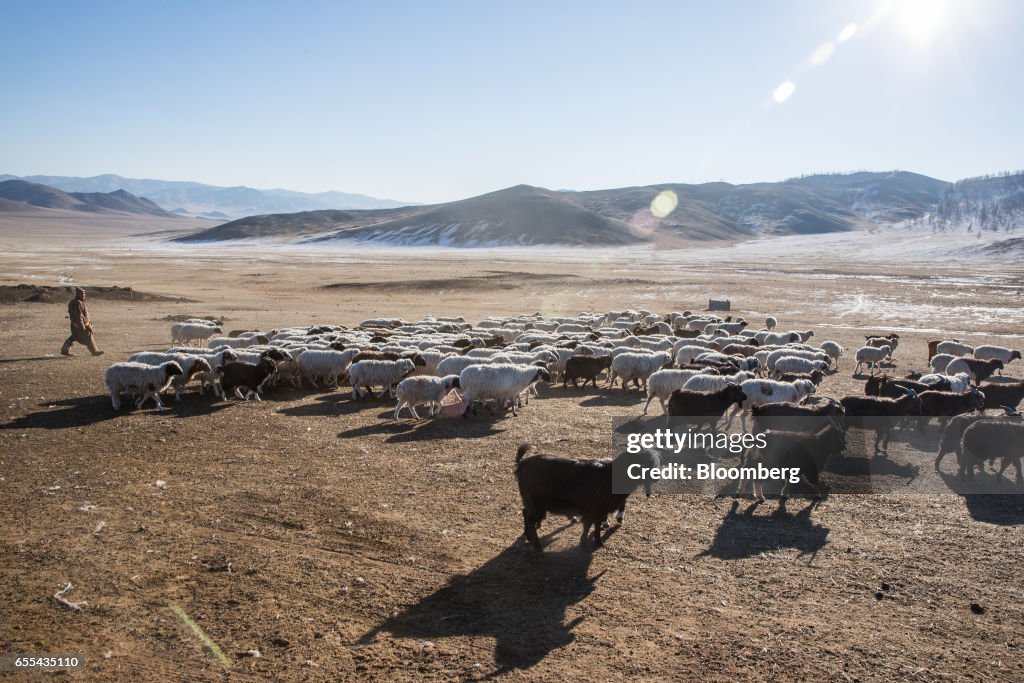 Cashmere Livestock Farming And Garment Production By Bodius Co.