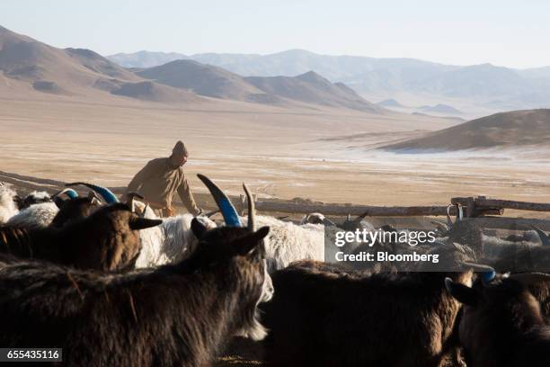 Shepherd tends to a herd of sheep and goats in a catch pen in Tosontsengel, Zavkhan Province, Mongolia, on Saturday, March 11, 2017. Mongolia's gross...