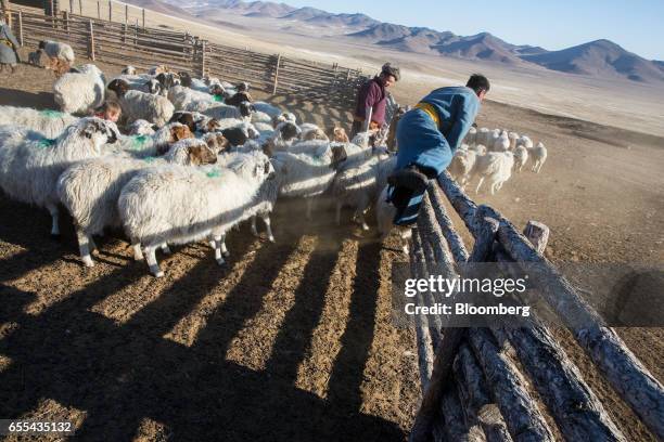Shepherd release a herd of sheep and goats from a catch pen in Tosontsengel, Zavkhan Province, Mongolia, on Saturday, March 11, 2017. Mongolia's...