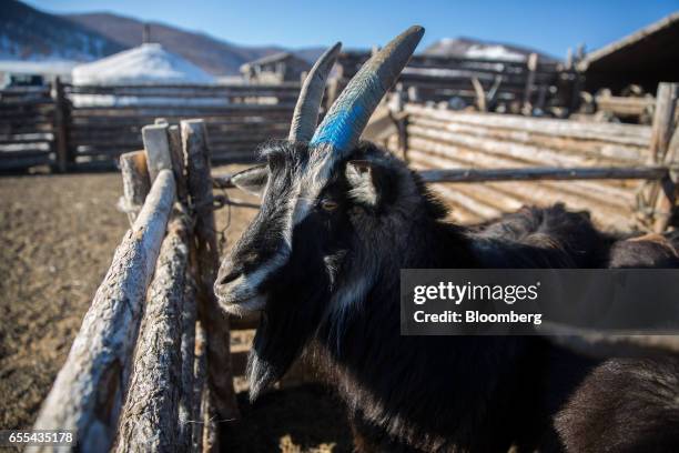 Goat stands in a catch pen in Tosontsengel, Zavkhan Province, Mongolia, on Saturday, March 11, 2017. Mongolia's gross domestic product is expected to...