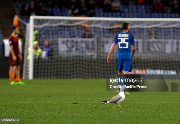 Seagull walks on the pitch during the Europa League round of 16 second leg football match between Roma and Lyon at the Olympic stadium. Roma won 3-1.