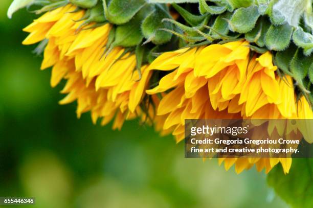 drooping sunflowers - gregoria gregoriou crowe fine art and creative photography - fotografias e filmes do acervo
