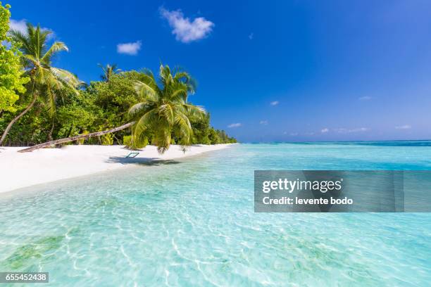 perfect tropical island. maldives paradise beach. beautiful palm trees and tropical beach. moody blue sky and blue lagoon. luxury travel summer holiday background concept. - tropical pattern stock pictures, royalty-free photos & images