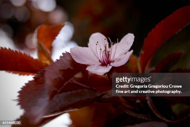 pink blossom - gregoria gregoriou crowe fine art and creative photography fotografías e imágenes de stock