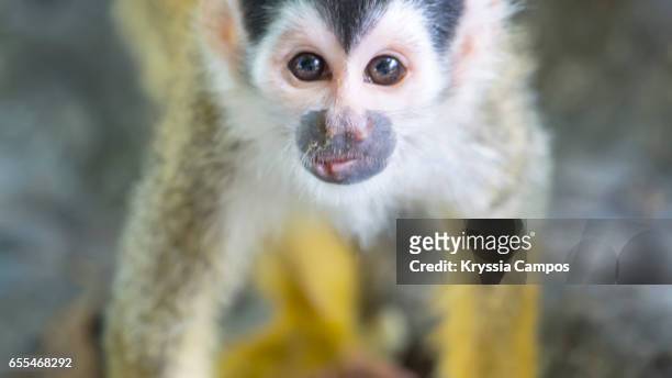 close up of red-backed squirrel monkey - dödskalleapa bildbanksfoton och bilder