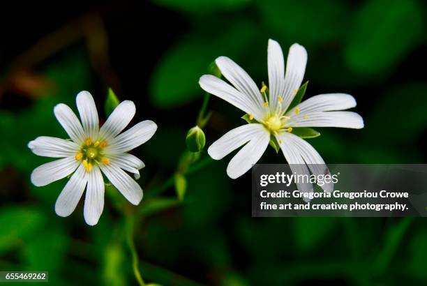 greater stitchwort (stellaria holostea) - gregoria gregoriou crowe fine art and creative photography - fotografias e filmes do acervo