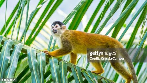 red-backed squirrel monkey walking tree palm - dödskalleapa bildbanksfoton och bilder