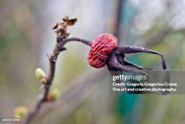 dry rose hip - gregoria gregoriou crowe fine art and creative photography - fotografias e filmes do acervo