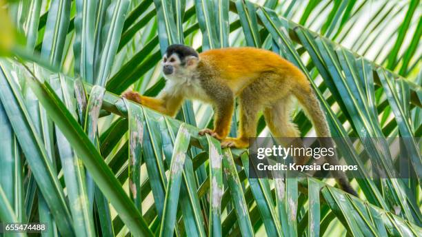 red-backed squirrel monkey, costa rica - parque nacional de corcovado imagens e fotografias de stock