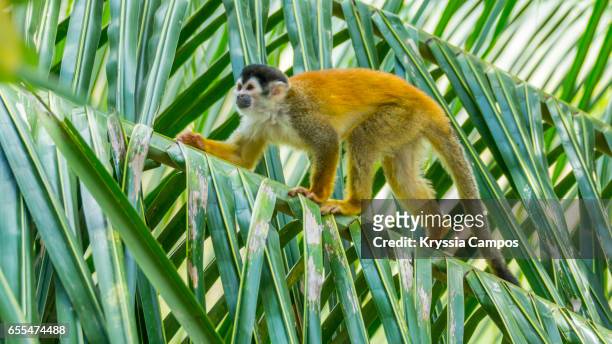 red-backed squirrel monkey, costa rica - dödskalleapa bildbanksfoton och bilder