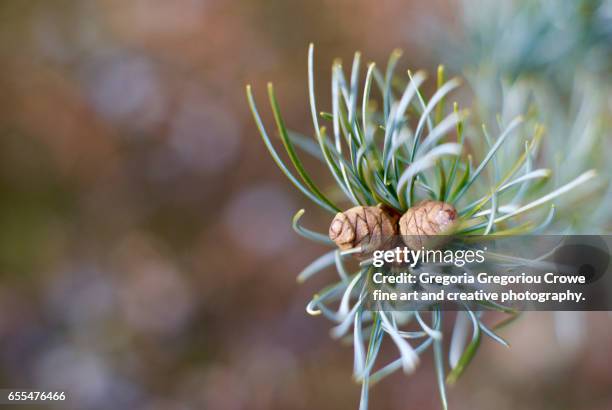 close-up of pine cones on tree in forest - gregoria gregoriou crowe fine art and creative photography - fotografias e filmes do acervo