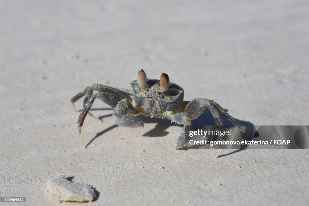 Crab on sand