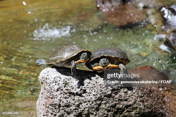 Turtle Ripples 315 Pond Ripples Rock Stock Photos, High-Res Pictures, and Images ...