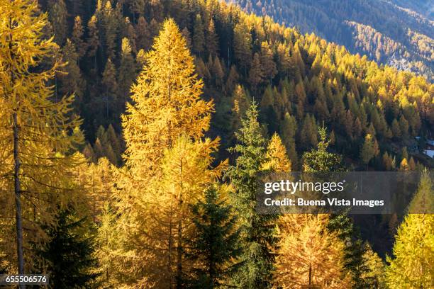 larch forest in autumn - larch tree fotografías e imágenes de stock