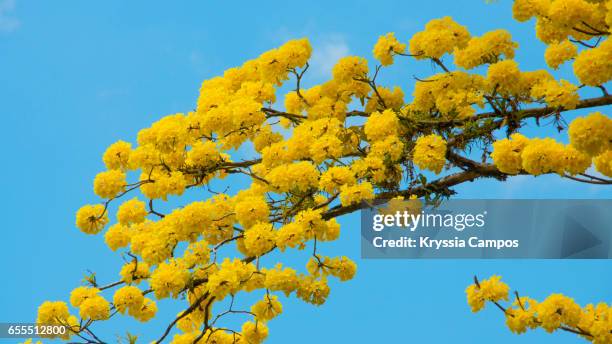 tabebuia tree or golden trumpet tree in full bloom shows off its yellow flowers against a vivid blue sky - tabebuia stock pictures, royalty-free photos & images
