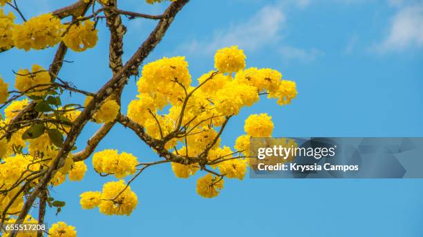 a beautiful tabebuia tree in full bloom shows off its yellow flowers against a vivid blue sky - tabebuia stock pictures, royalty-free photos & images