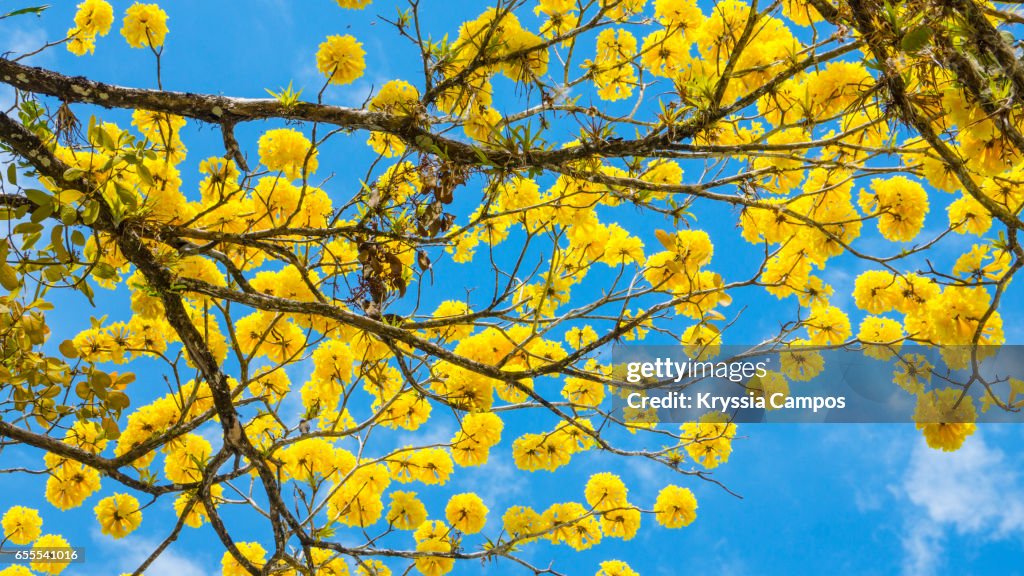 A Golden Trumet tree in full blossom in spring