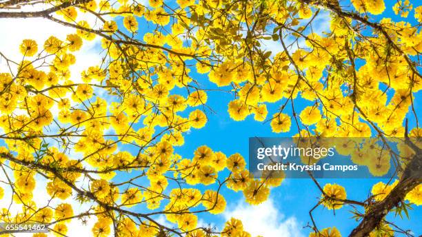 a beautiful tabebuia tree blossom in spring with golden flowers - tabebuia stock pictures, royalty-free photos & images