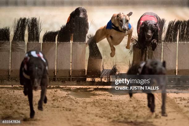 Greyhounds compete on the track during an evening of greyhound racing at Wimbledon Stadium in south London on March 18, 2017. March 25 will see the...