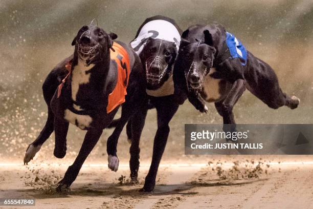 Greyhounds compete on the track during an evening of greyhound racing at Wimbledon Stadium in south London on March 18, 2017. - March 25 will see the...