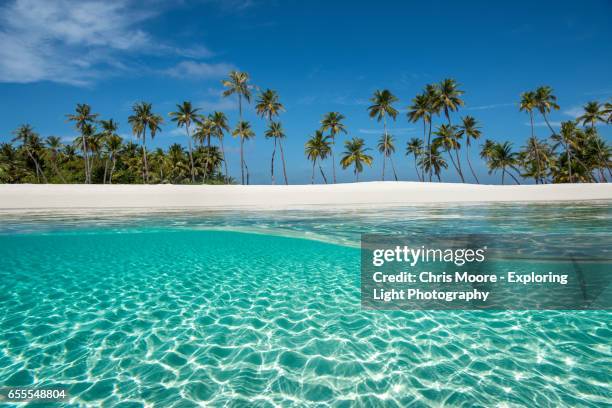 paradise - beach and palm trees stock pictures, royalty-free photos & images