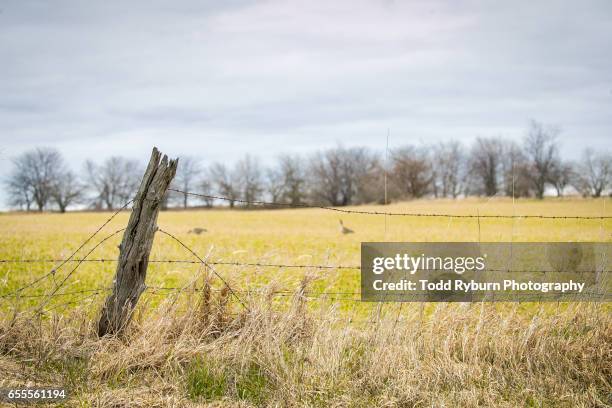 fence - arame farpado arame - fotografias e filmes do acervo