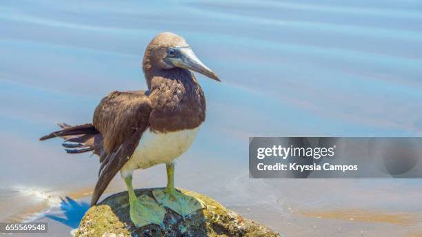 a brown booby (sula leucogaster) at the beach, costa rica - leucogaster stock pictures, royalty-free photos & images