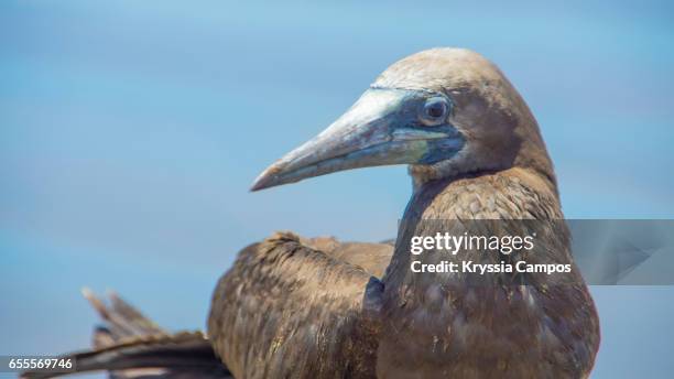 brown booby (sula leucogaster) - leucogaster stock pictures, royalty-free photos & images