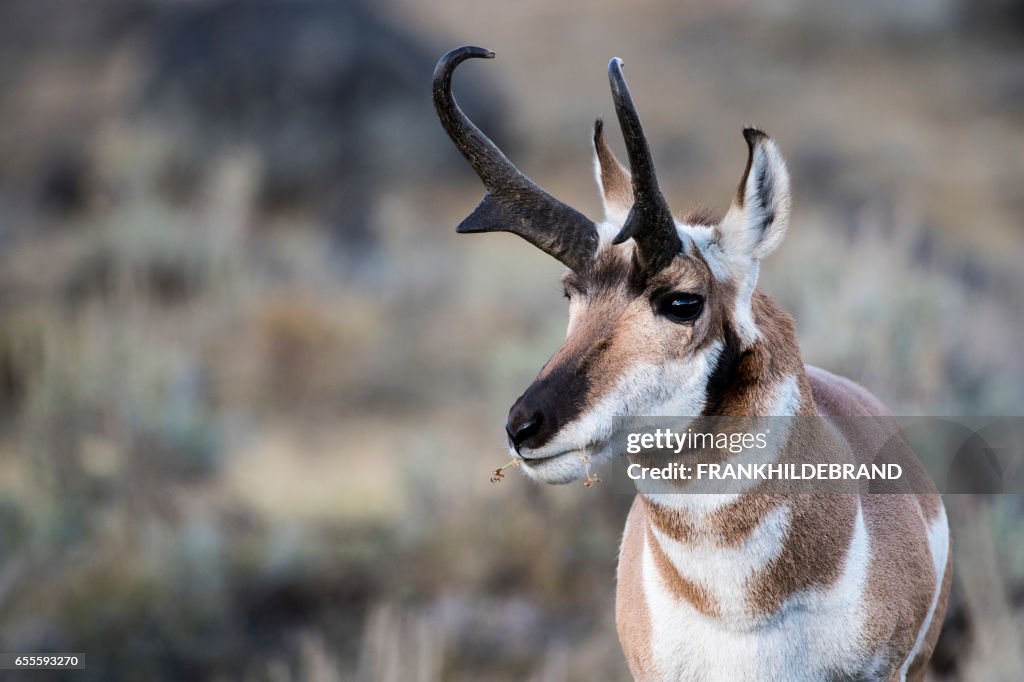 Pronghorn Buck