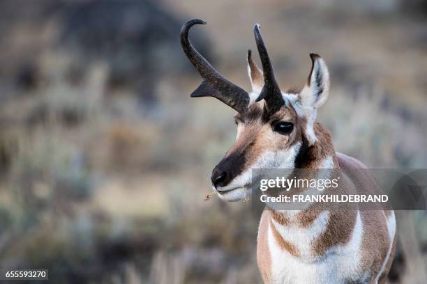 pronghorn buck - pronghorn stock pictures, royalty-free photos & images