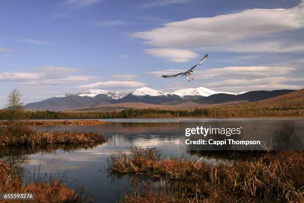 falcon flying at cherry pond - peregrine falcon foto e immagini stock