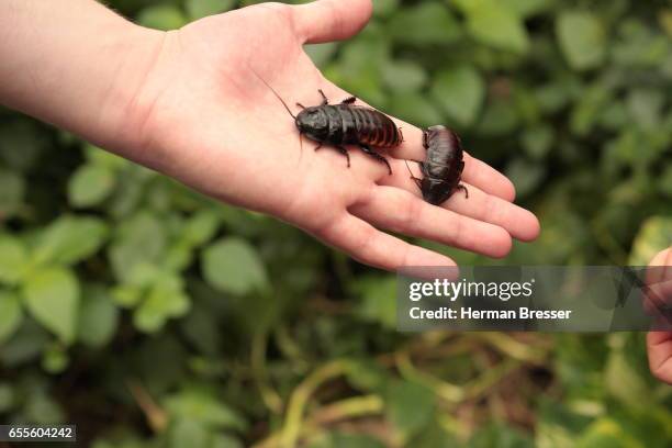 malaysian cockroach - eat insect stock pictures, royalty-free photos & images