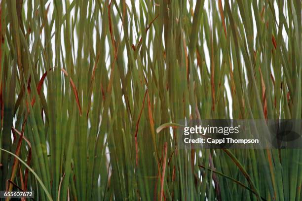 reed grass background - reed thompson stock pictures, royalty-free photos & images