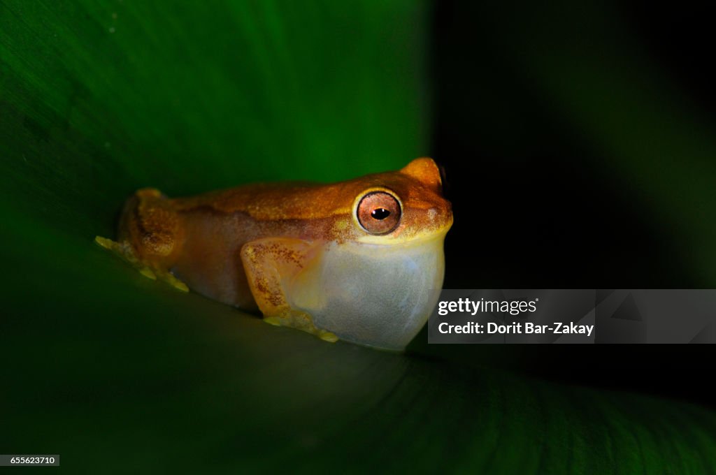 Hourglass Tree Frog (Dendropsophus ebraccatus)