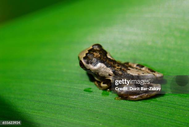hourglass treefrog (dendropsophus ebraccatus ) - hourglass tree frog stock pictures, royalty-free photos & images