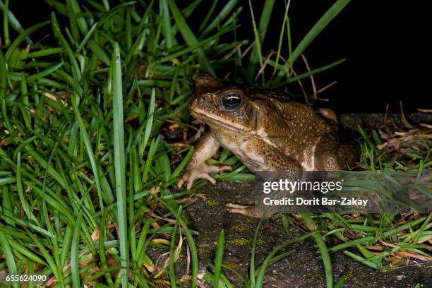 cane toad (bufo marinus) - toad stock pictures, royalty-free photos & images