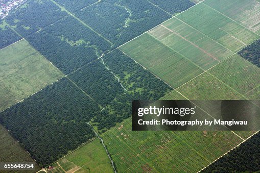 Sumatran Plantation Sumatran Plantation