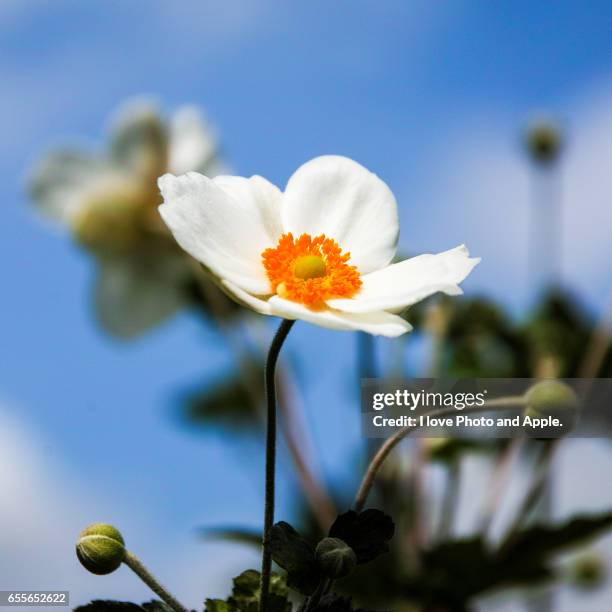 japanese anemone - 相模原市 fotografías e imágenes de stock