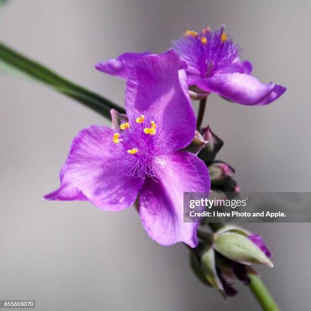 spiderwort - 大阪府 stockfoto's en -beelden