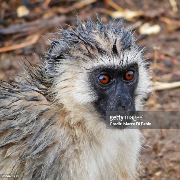 the wet vervet monkey - animale selvatico - fotografias e filmes do acervo