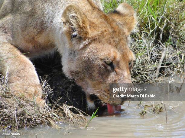 thirsty mode - acqua stagnante stockfoto's en -beelden